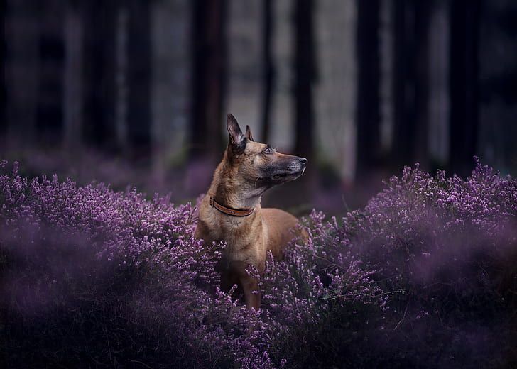 forest, face, dog, bokeh, Heather, Belgian Malinois, HD wallpaper