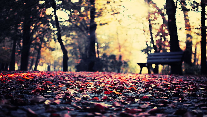 black wooden bench, worm's-eye view photography of brown dry leaves, nature, leaves, trees, bench, HD wallpaper