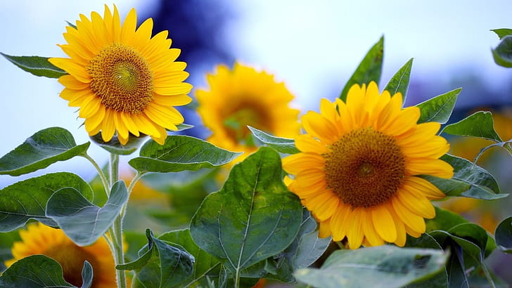 Bunga matahari musim panas mekar penuh, Musim panas, Bunga matahari, Mekar, Wallpaper HD