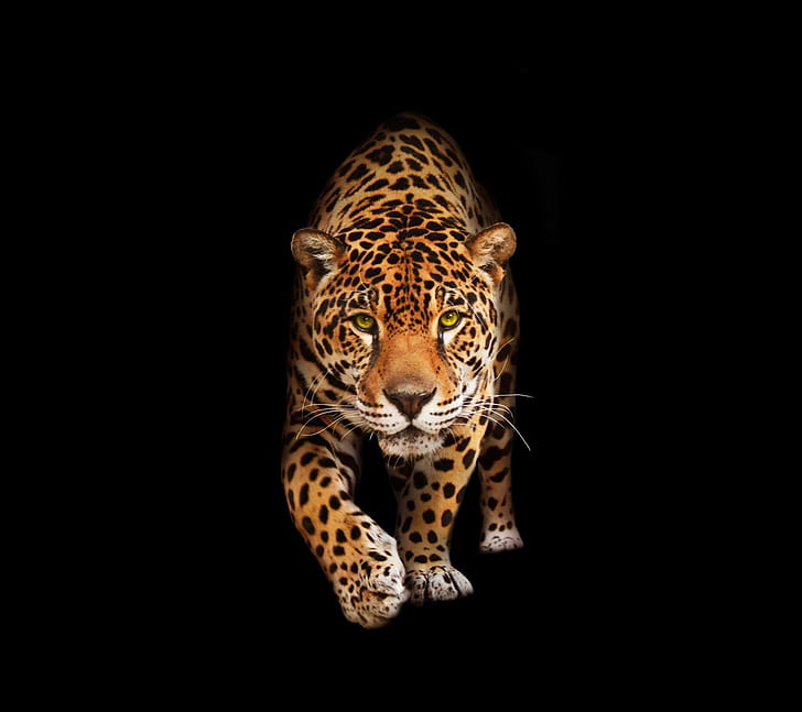 Jaguar für Desktop-Hintergrund, HD-Hintergrundbild