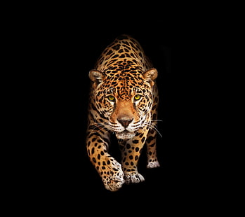 jaguar untuk latar belakang desktop, Wallpaper HD HD wallpaper