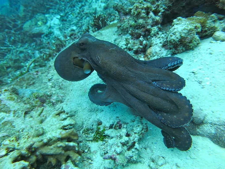 Octopus Pic, HD тапет