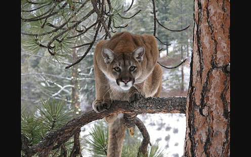 cougar, pumas, HD wallpaper HD wallpaper
