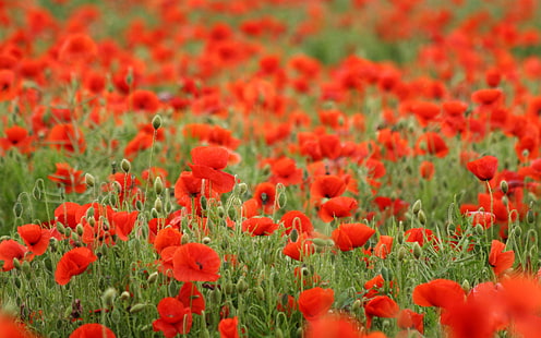 rote Mohnblumen, Feld, Blumen, rot, Mac, HD-Hintergrundbild HD wallpaper
