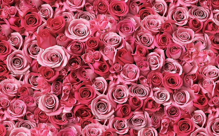 Spirals of Love, ความรัก, เกลียว, ดอกไม้, วอลล์เปเปอร์ HD