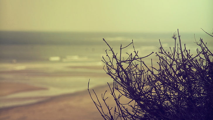 planta nua preta, fotografia de foco seletivo de arbustos murchas, natureza, profundidade de campo, praia, HD papel de parede