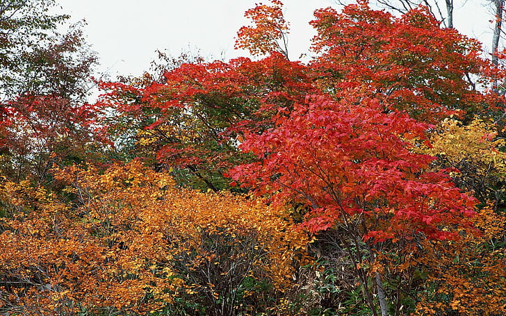赤と黄色の秋、黄色、自然、木、葉、秋、3 dおよび抽象、 HDデスクトップの壁紙