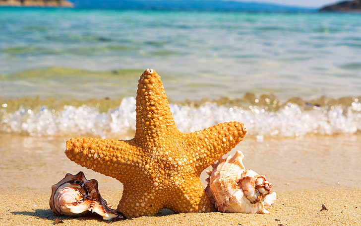 Summer Ocean Beach Starfish Conch 4K Ultra HD, Sfondo HD