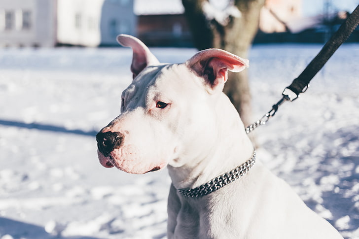 adult white American pit bull terrier, dog, white, shepherd, collar, leash, HD wallpaper