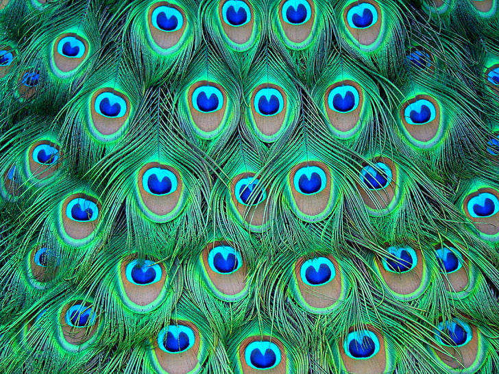 color, feathers, peacock, HD wallpaper