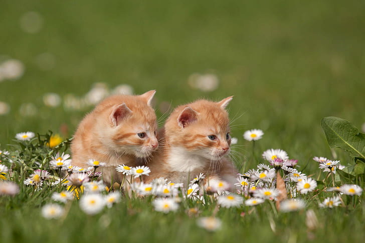 Małe koty w przyrodzie, małe, słodkie, koty, przyroda, Tapety HD
