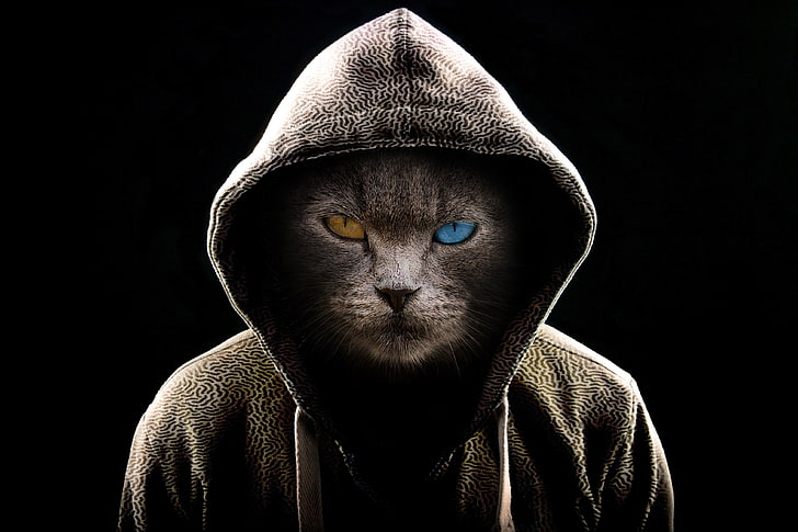 cat, hood, heterochromia, dark, serious, HD wallpaper