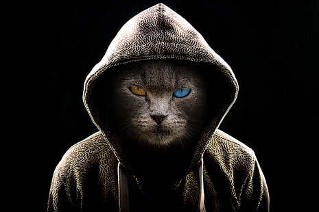 cat, hood, heterochromia, dark, serious, HD wallpaper HD wallpaper