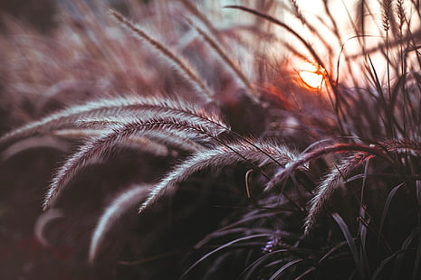 braunes Gras, Pflanzen, Makro, Schilf, Schärfentiefe, HD-Hintergrundbild HD wallpaper