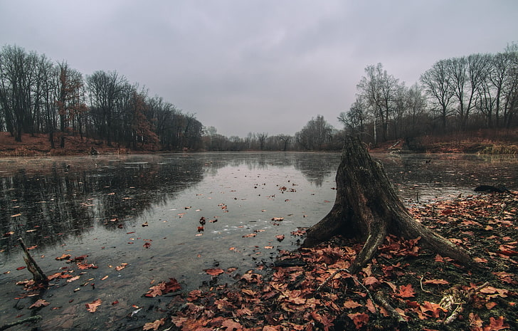 lago, fotografia del corpo idrico e forestale, caduta, foglie, ruscello, alberi morti, acqua, lago, foresta, natura, paesaggio, Sfondo HD