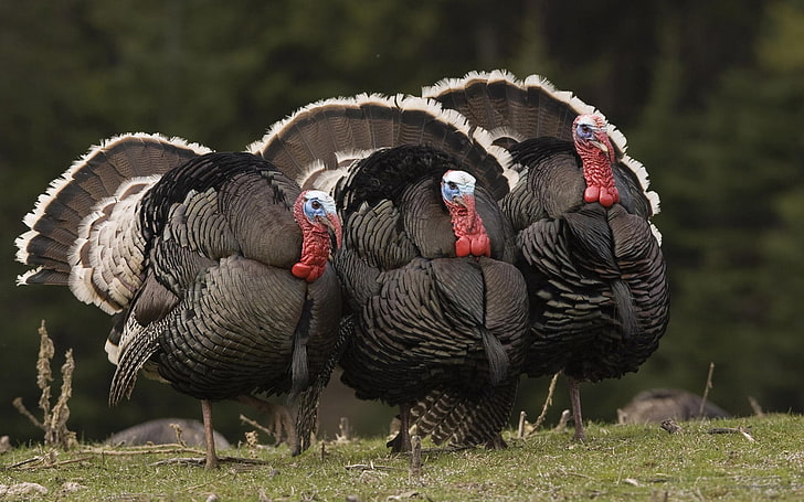 Turkey, three black turkeys, Animals, Other, amazing animals wallpapers, beautiful animal wallpaper, HD wallpaper