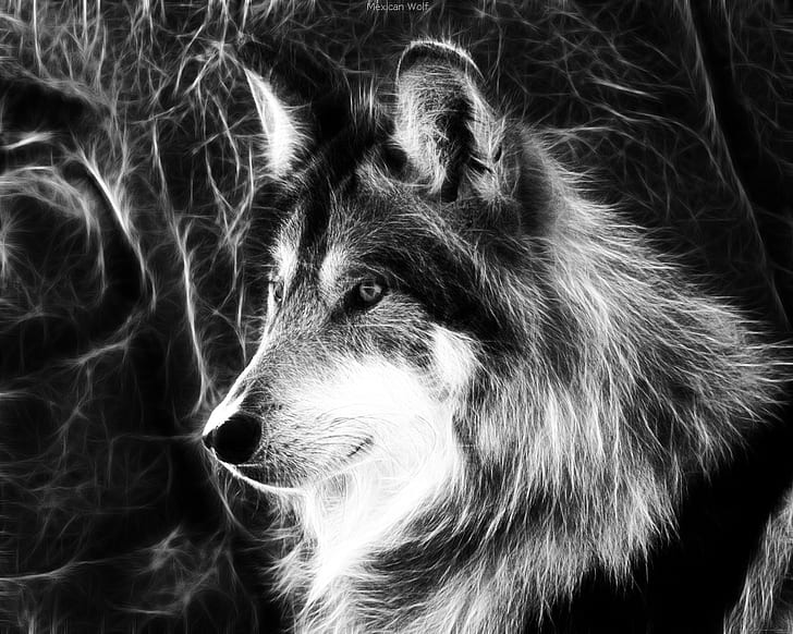 animals fractals grey mexican wolf wolves Art Black HD Art , animals, fractals, HD wallpaper