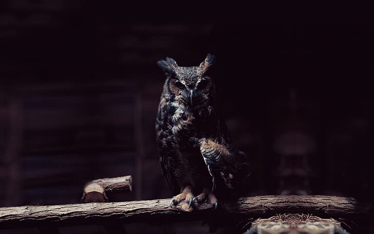 look, owl, bird, branch, claws, dark, HD wallpaper