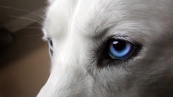 hayvanlar, mavi gözlü, Sibirya Husky, köpek, HD masaüstü duvar kağıdı HD wallpaper