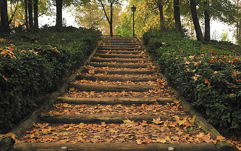 갈색 콘크리트 계단, 공원, 계단, 랜 턴가, 나무, 잎, 자연, HD 배경 화면 HD wallpaper