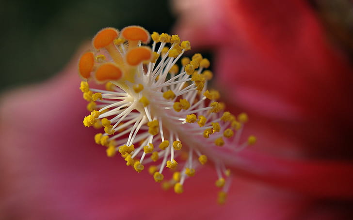 Makro, gelber Blütenstaub, naturaleza, Flor, Makro, 3d und Zusammenfassung, HD-Hintergrundbild