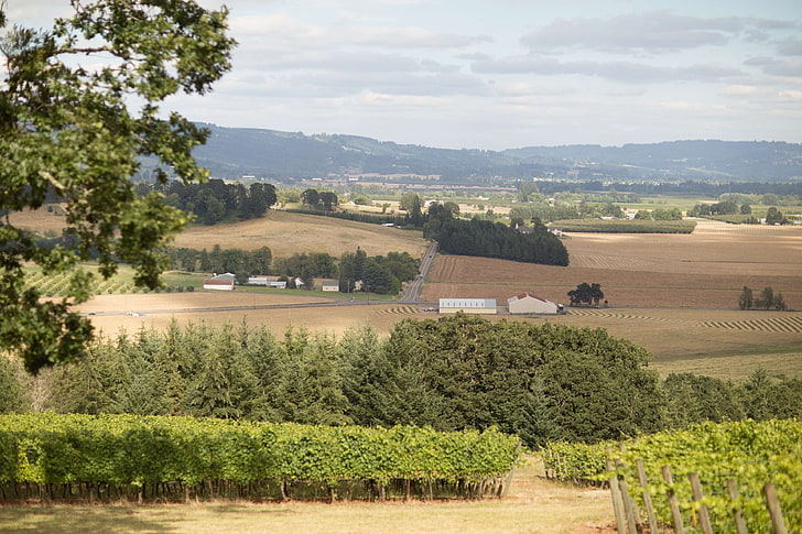 field, landscape, mcminnville, wine, wine country, HD wallpaper