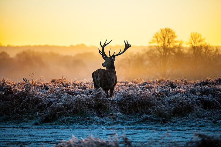 brown deer, deer, stags, animals, nature, landscape, sunlight, morning, frost, HD wallpaper