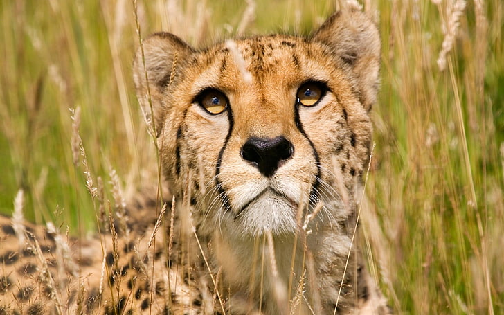 Samiec geparda, gepard brązowo-czarny, Zwierzęta, Lampart, Tapety HD