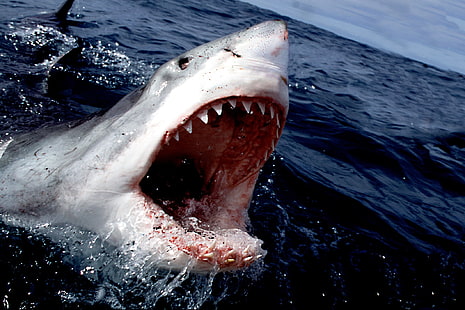 Hai, Weißer Hai, Meer, HD-Hintergrundbild HD wallpaper