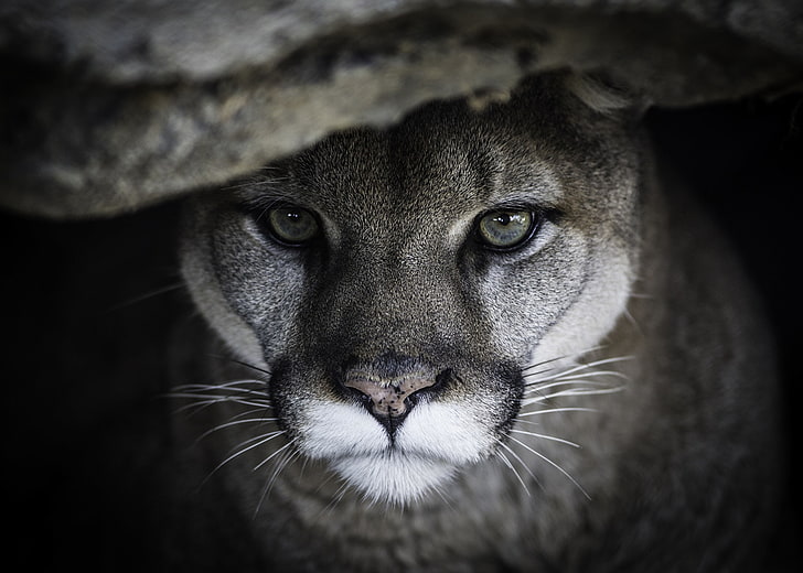 wajah, potret, predator, Puma, kucing liar, Cougar, Wallpaper HD