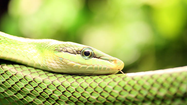 animals, 3840x2160, snake, reptile, Smooth, green, 4K, HD wallpaper