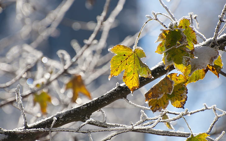 Wood Leaves Cold Frost Snowflakes Autumn Fall Zdjęcia w tle, liście, jesień, tło, zimno, jesień, mróz, zdjęcia, płatki śniegu, drewno, Tapety HD