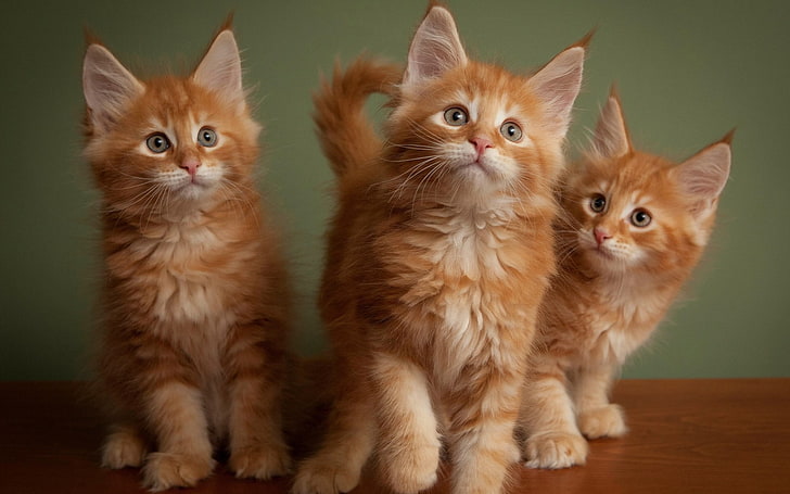 three orange tabby cats, cat, animals, kittens, HD wallpaper