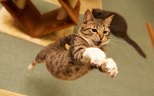 прыгающий коричневый полосатый кот, животные, кот, HD обои HD wallpaper