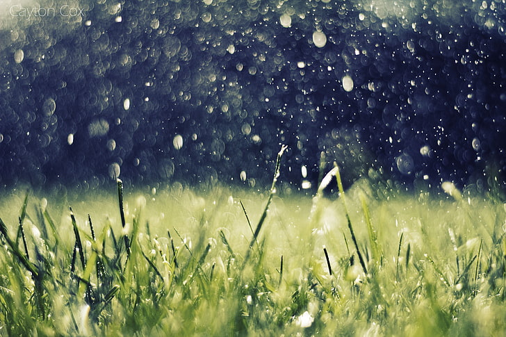 green grass field, artwork, nature, rain, grass, water drops, HD wallpaper