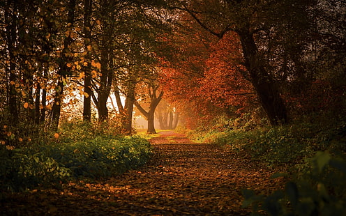 природа, пейзаж, лес, осень, путь, листья, деревья, кустарники, солнечный свет, Германия, утро, Европа, HD обои HD wallpaper