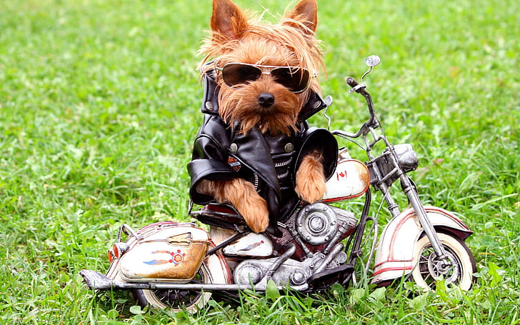 Cool Dog Style, funny, HD wallpaper