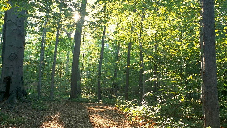 몰몬교 신성한 숲 자연 숲, HD 배경 화면