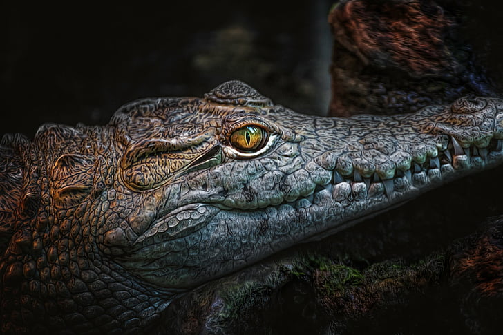 Reptiler, Krokodil, Öga, Fangs, Reptil, Tänder, rovdjur (Djur), HD tapet