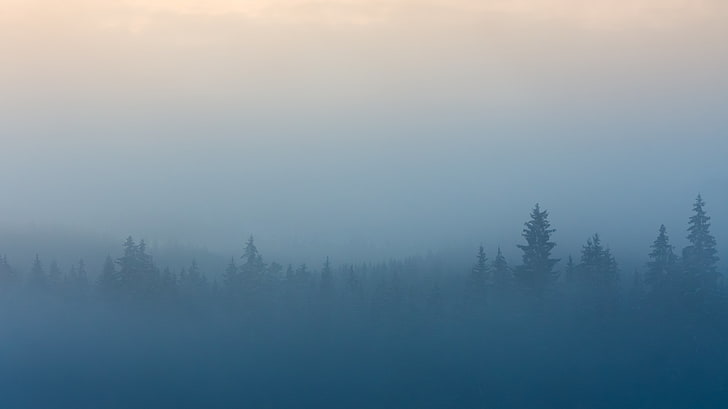 foggy forest, mist, trees, landscape, blue, shapes, HD wallpaper