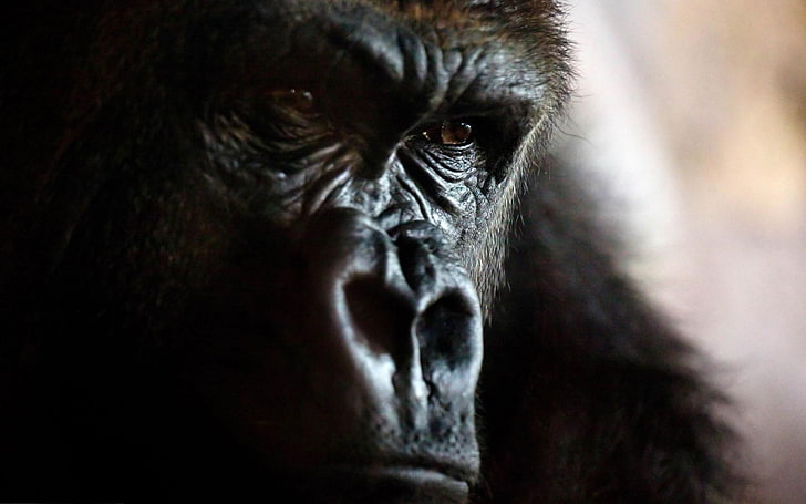 черна и кафява горила, животни, горили, отблизо, лице, HD тапет