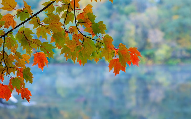Maple leaves, branch, autumn, red, green, bokeh, Maple, Leaves, Branch, Autumn, Red, Green, Bokeh, HD wallpaper