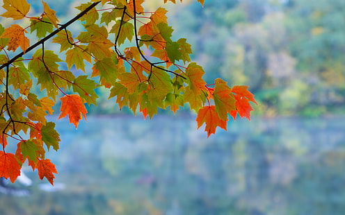 Maple leaves, branch, autumn, red, green, bokeh, Maple, Leaves, Branch, Autumn, Red, Green, Bokeh, HD wallpaper HD wallpaper