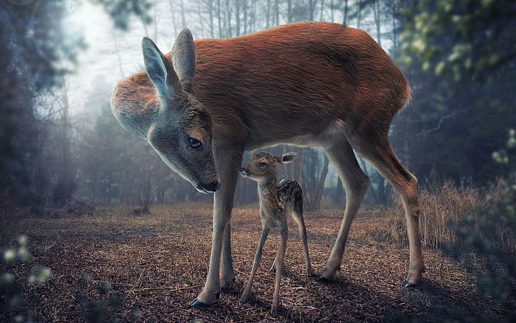 2つの茶色の鹿、鹿、動物、赤ちゃん動物、森、デジタルアート、現実的です、 HDデスクトップの壁紙