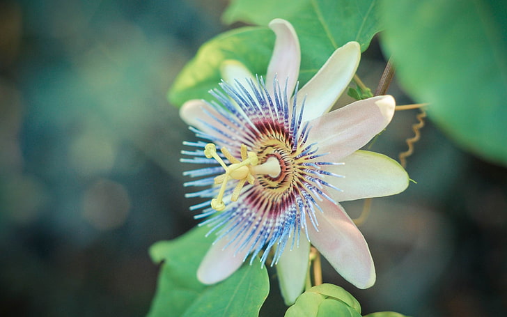 passion flower-photography HD wallpaper, blue and beige floewr, HD wallpaper