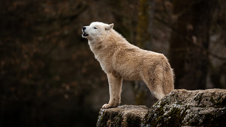 forest, white, the dark background, stones, wolf, Arctic, polar, wolf howl, HD wallpaper