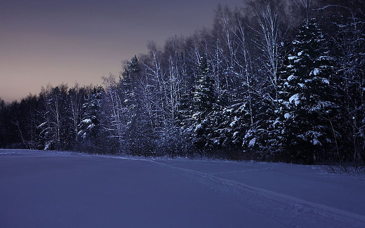 arbre recouvert de neige à la tombée de la nuit, champ, arbres, neige, hiver, nuit, Fond d'écran HD