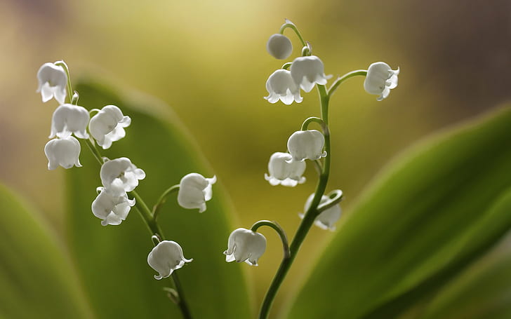 White snowdrop flowers, lilies of the valley, drops, dew, branch, HD ...