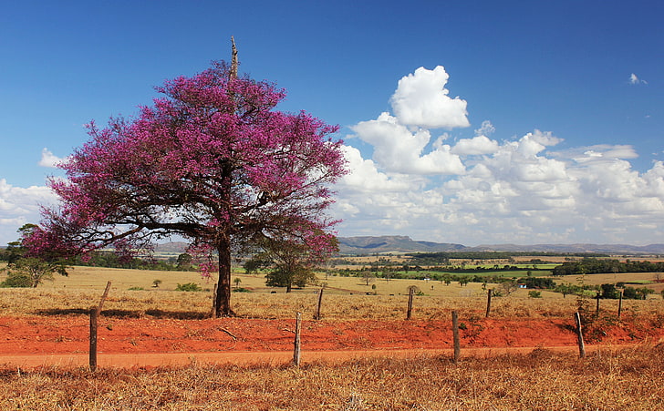 Centinela, árbol floreciente rosado, Naturaleza, Paisaje, América del Sur / Brasil, Árbol, Nubes, cielo azul, Brasil, Goias, Centinela, Fondo de pantalla HD