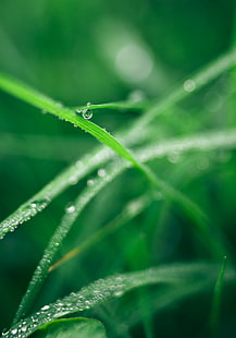 Сфера, зеленый лист, капля воды, Carl Zeiss Jena, 35 мм, M42, макро, canon eos 600d, роса, трава, румыния, природа, капля, зеленый цвет, лист, близко-вверх, свежесть, дождевая капля, мокрая, вода, лето, фоны, окружающая среда, дождь, HD обои HD wallpaper